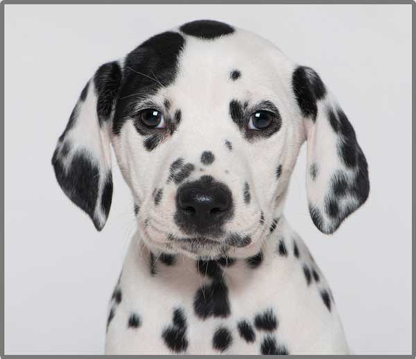 Torch & Projector: Puppy