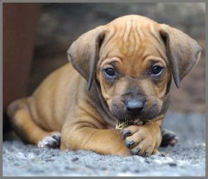 Torch & Projector: Puppy