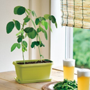 Enjoy Planter - Edamame