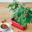 Enjoy Planter - Mini Tomato
