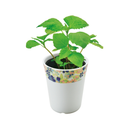 Wagokoro Yakumi - Shiso