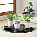 Wagokoro Yakumi - Shiso