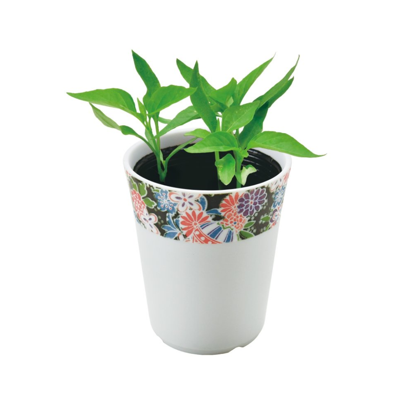 Wagokoro Yakumi - Chilli Pepper