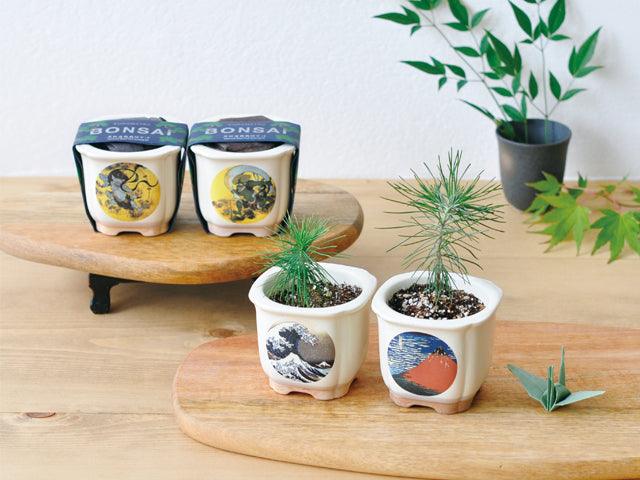 Bonsai Growing Kit - Nami-Fuji: Kuro-Matsu Japanese Black Pine