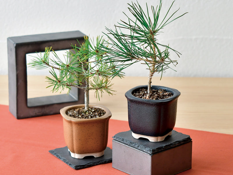 Bonsai Growing Kit - Black Pine
