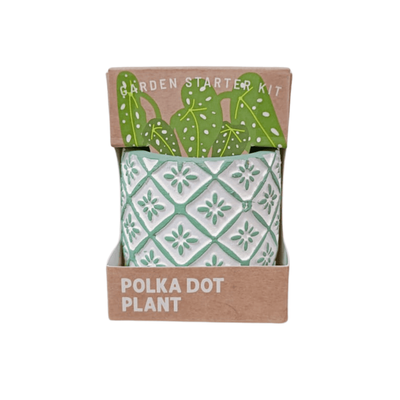 Succulent Collection: Polka Dots