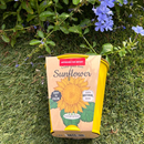 Pastel Coloured Pots With Chalk: Sunflower