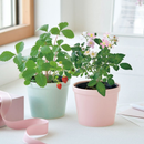 Thanks Garden Growing Kit - Wild Strawberry