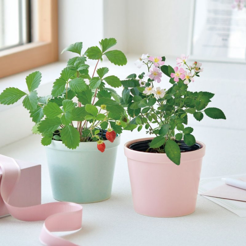 Thanks Garden Growing Kit - Wild Strawberry