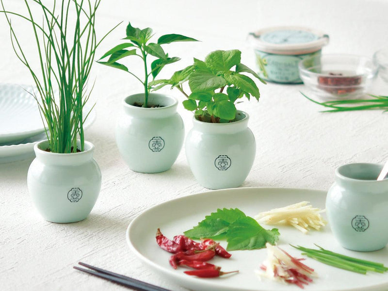 Tsubo Growing Kit - Green Onion