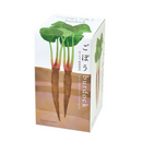 Root Vegetable Growing Kit - Burdock