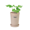 Root Vegetable Growing Kit - Burdock