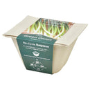Bagasse Green - Green Onion - SpectrumStore SG