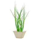 Bagasse Green - Green Onion - SpectrumStore SG