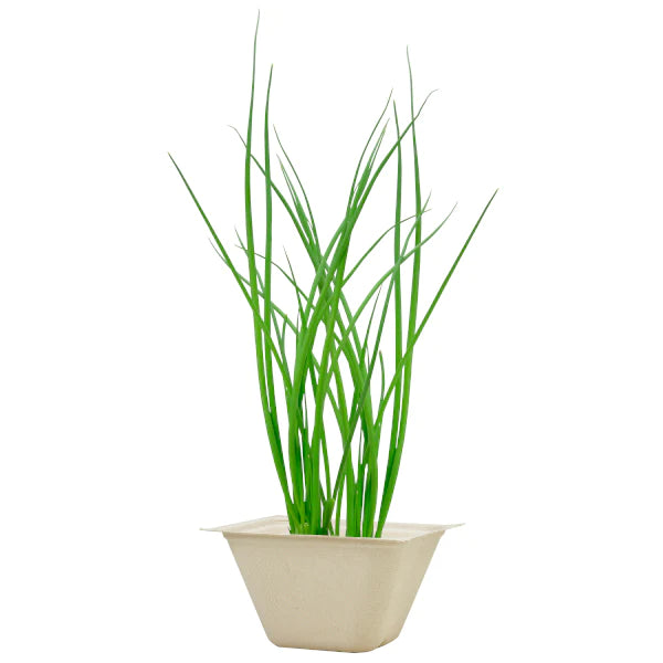 Bagasse Green - Green Onion - SpectrumStore SG