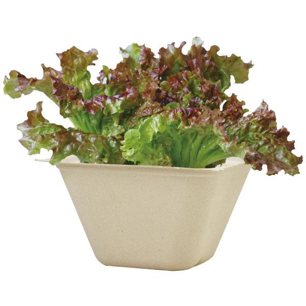 Bagasse Green - Lettuce - SpectrumStore SG