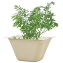 Bagasse Green - Mini Carrot - SpectrumStore SG