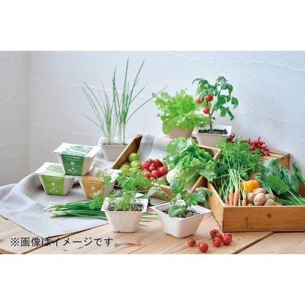 Bagasse Green - Mini Carrot - SpectrumStore SG
