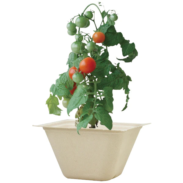 Bagasse Green - Mini Tomato - SpectrumStore SG