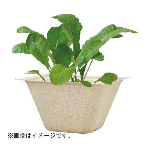 Bagasse Green - Radish - SpectrumStore SG