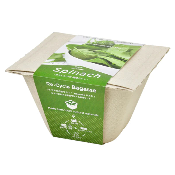 Bagasse Green - Spinach - SpectrumStore SG
