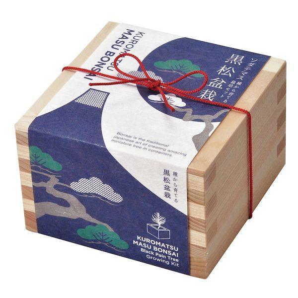 Bonsai Growing Kit - Masu (Wooden Box) - Kuromatsu - SpectrumStore SG