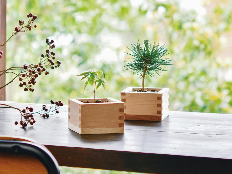 Bonsai Growing Kit - Masu (Wooden Box) - Kuromatsu - SpectrumStore SG