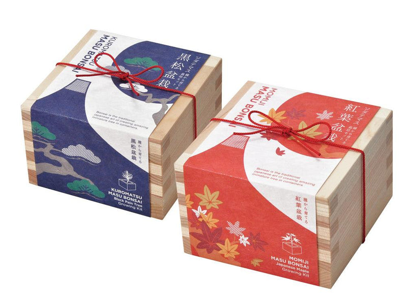 Bonsai Growing Kit - Masu (Wooden Box) - Kuromatsu - SpectrumStore SG