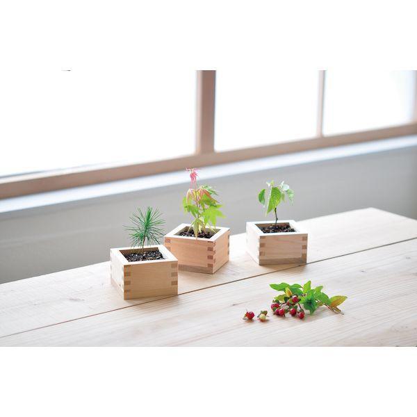 Bonsai Growing Kit - Masu (Wooden Box) - Kuromatsu - SpectrumStore SG