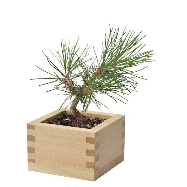 Bonsai Growing Kit - Masu (Wooden Box) - Kuromatsu | Spectrum