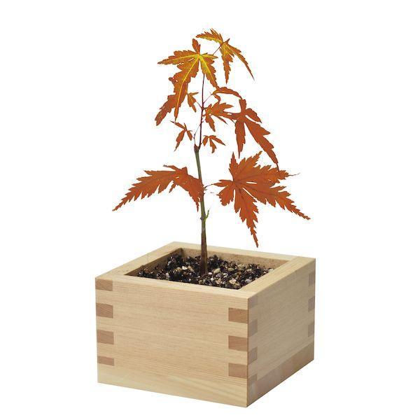 Bonsai Growing Kit - Masu (Wooden Box) - Momiji - SpectrumStore SG