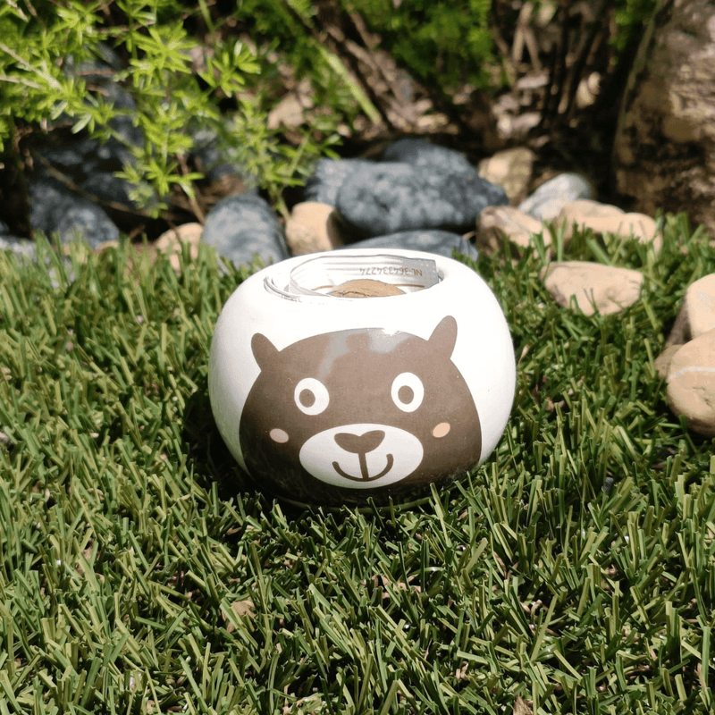 Grow Your Own Kits - Wild Adventure