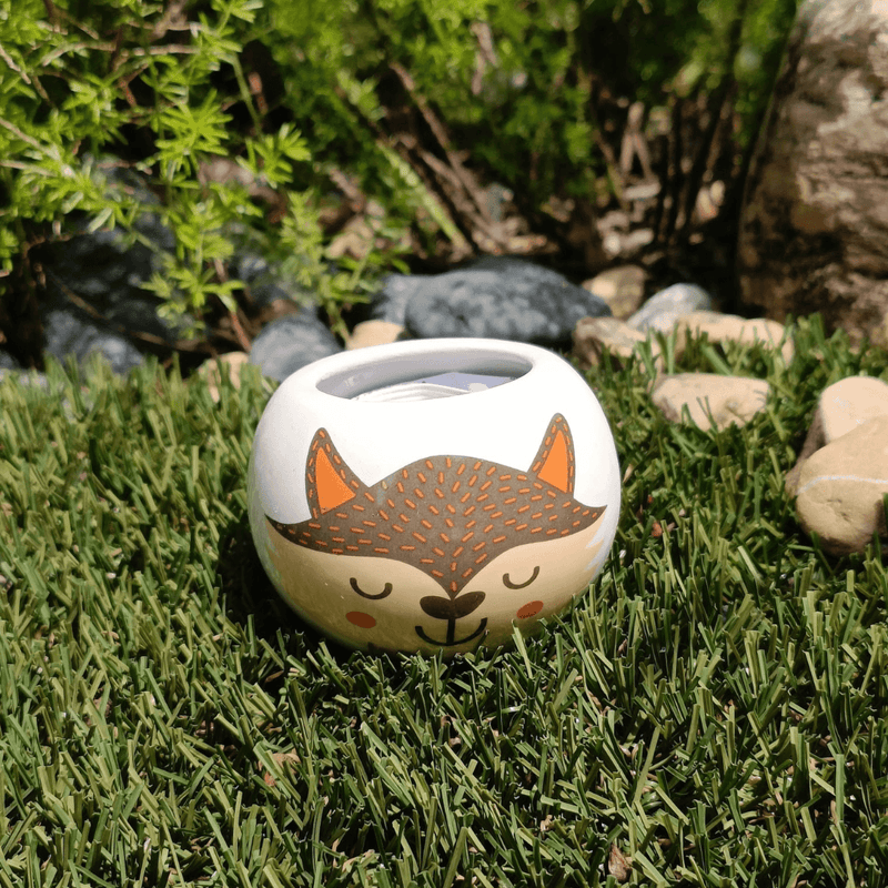 Grow Your Own Kits - Wild Adventure