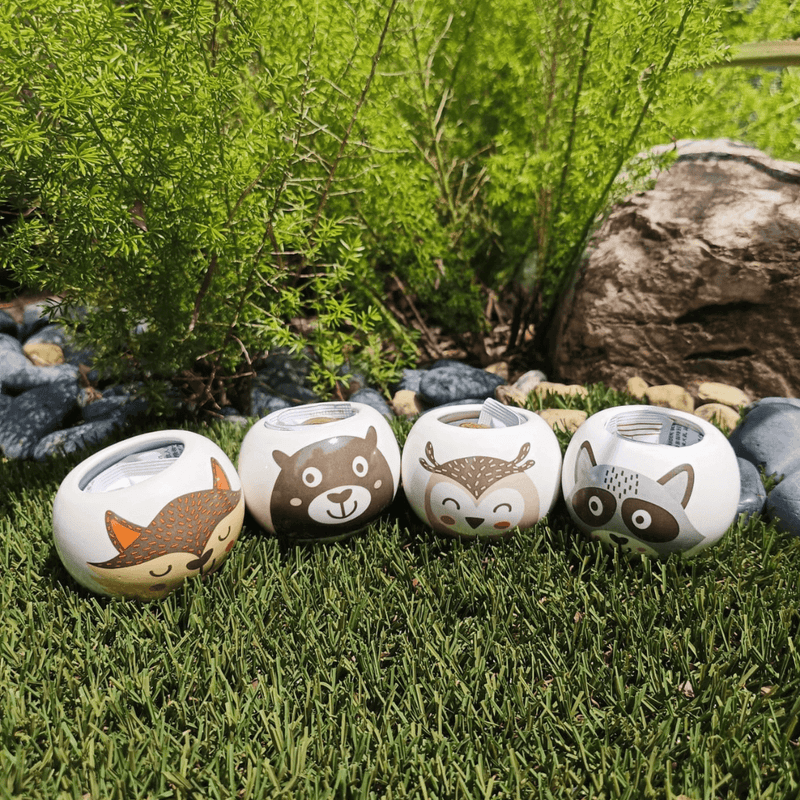Grow Your Own Kits - Wild Adventure