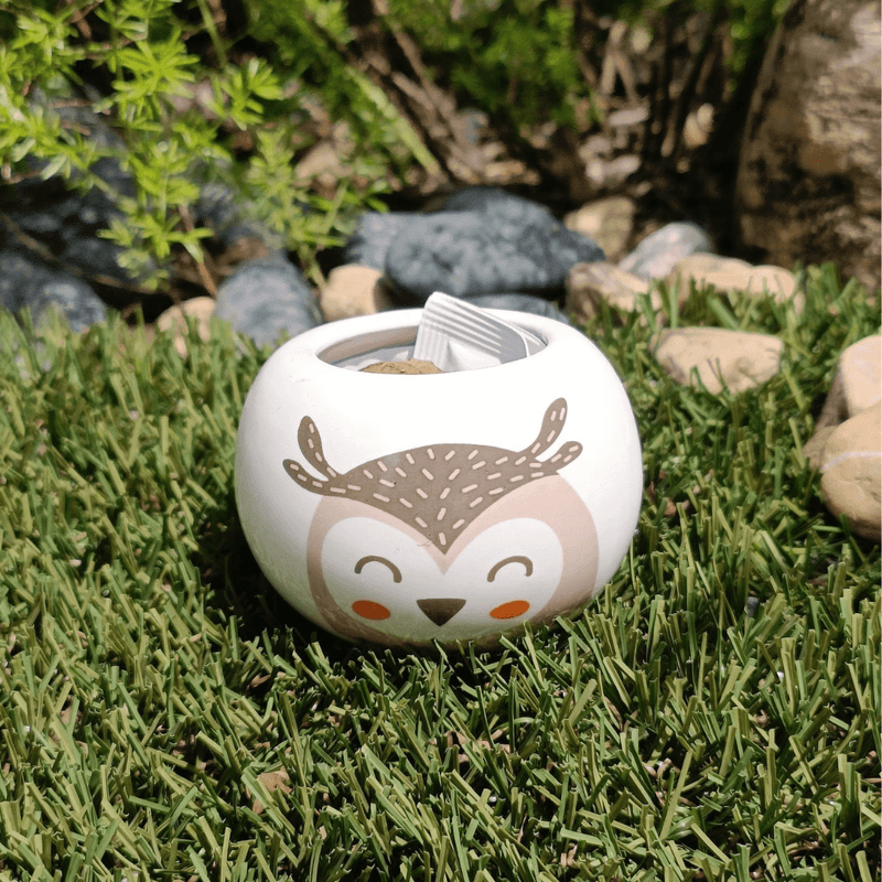 Grow Your Own Kits - Wild Adventure