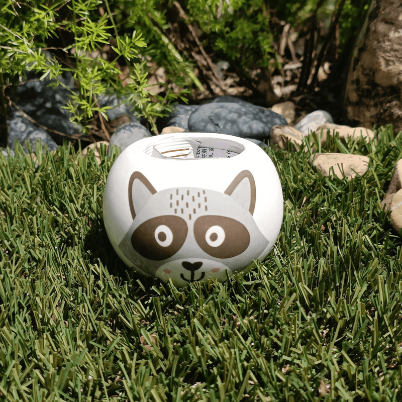 Grow Your Own Kits - Wild Adventure