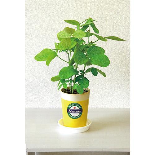 edamame plant in pot Growing Kit - Edamame