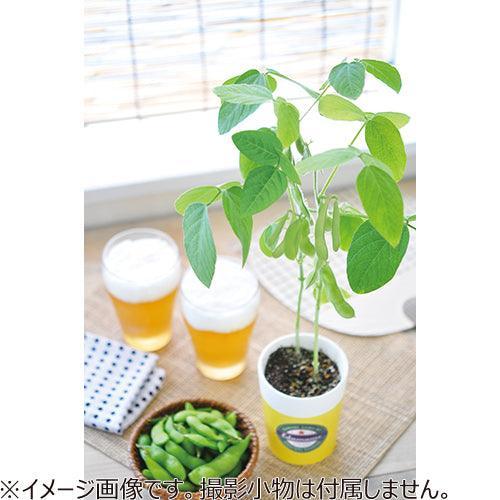 Edamame Growing Kit - SpectrumStore SG