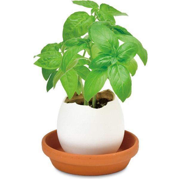 Eggling (Clear Package) - Basil - SpectrumStore SG