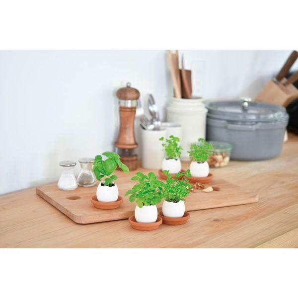 Eggling (Clear Package) - Basil - SpectrumStore SG