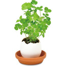 Eggling (Clear Package) - Clover - SpectrumStore SG