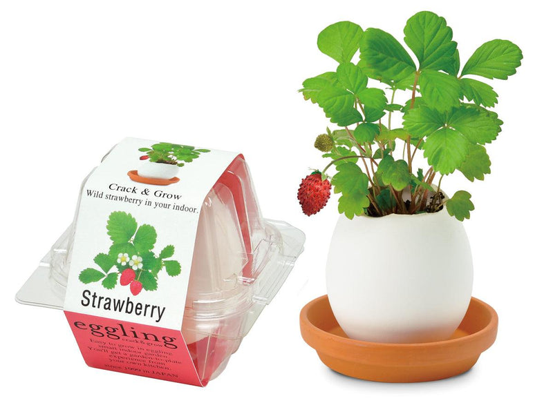 Eggling (Clear Package) - Strawberry - SpectrumStore SG