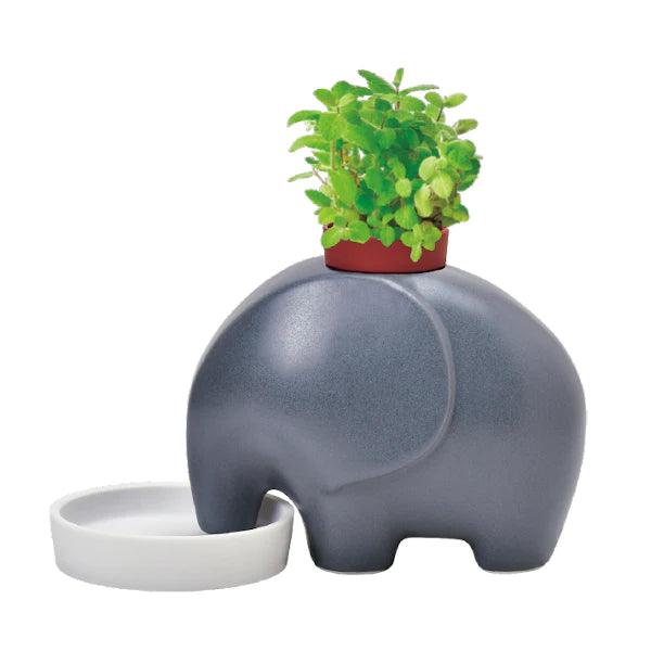 Eleplant - Grey - Apple Mint - SpectrumStore SG