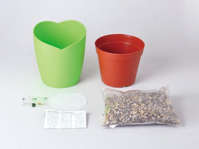 Four-Leaf Clover Growing Kit - SpectrumStore SG