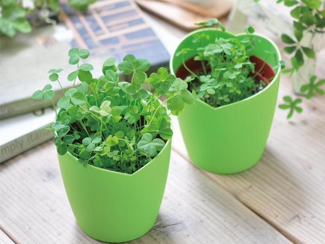 Four-Leaf Clover Growing Kit - SpectrumStore SG