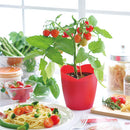 Heartomato - Heart-shaped tomato