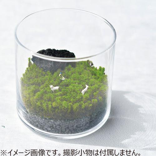 Glasst Moss (L) - SpectrumStore SG