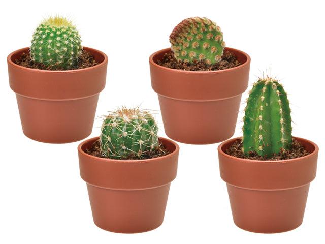 Green Capsule - Assorted Cactus (4 Styles) - SpectrumStore SG