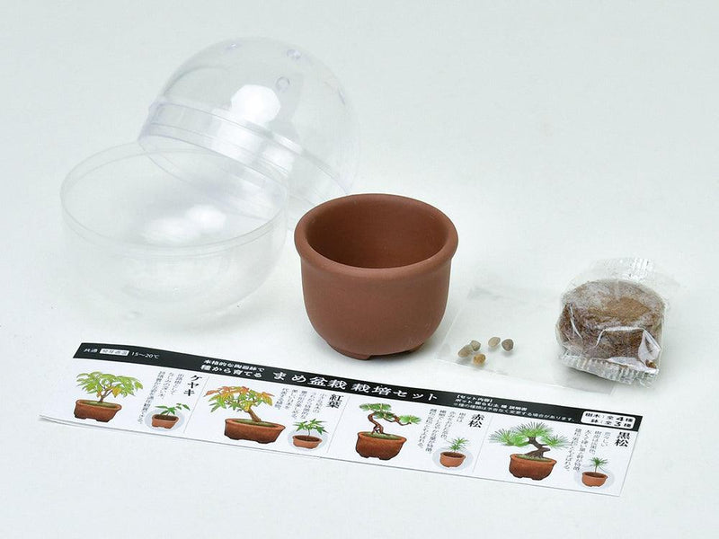 Green Capsule - Assorted Mini Bonsai (4 Styles) - SpectrumStore SG