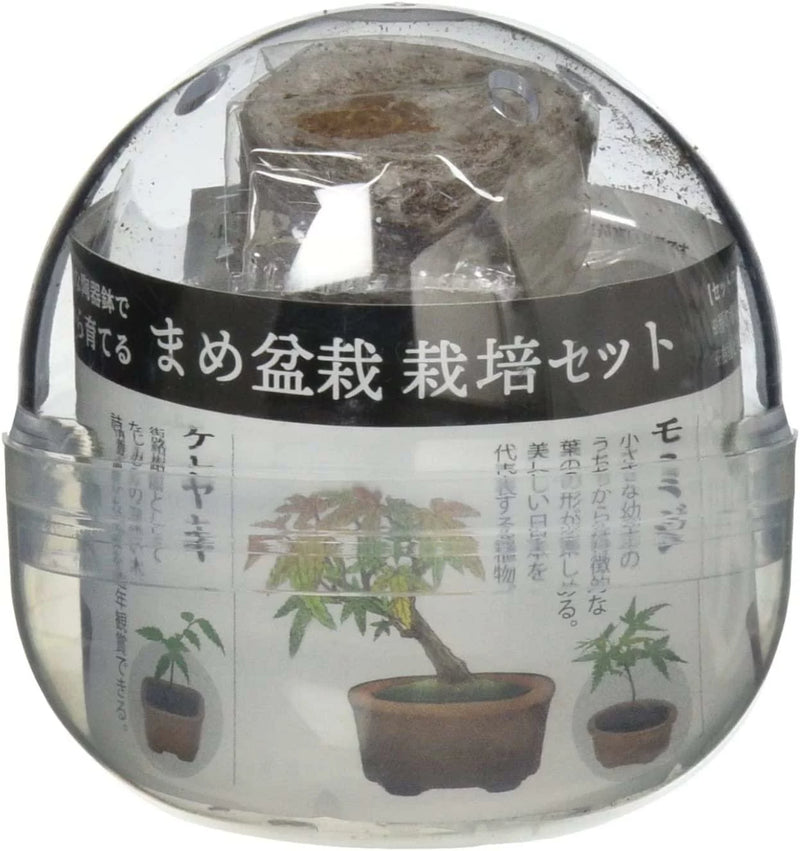 Green Capsule - Assorted Mini Bonsai (4 Styles) - SpectrumStore SG